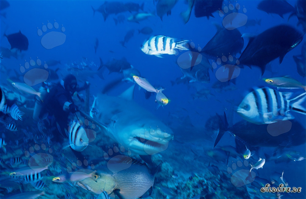 Requin taureau nage près d'un plongeur