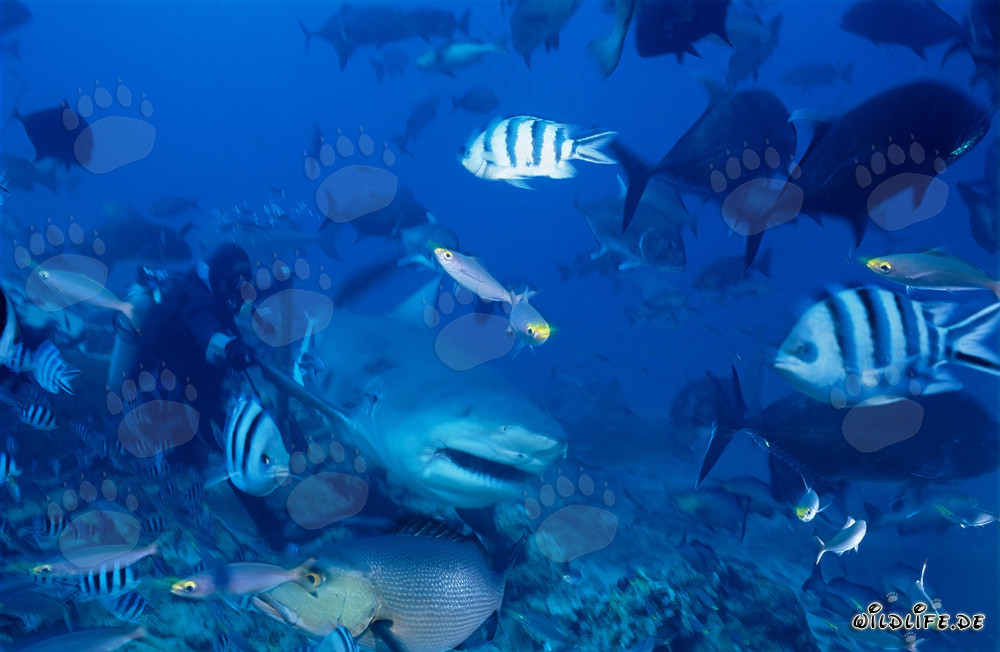 Squalo toro nuota vicino a un subacqueo