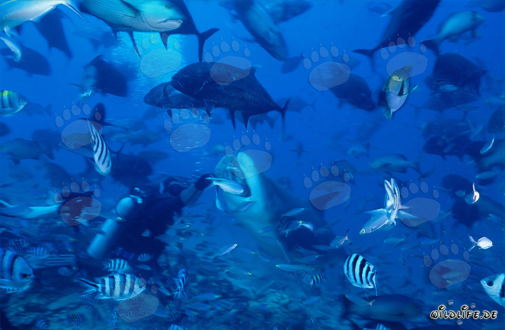 Diver hands over fish bait to bull shark