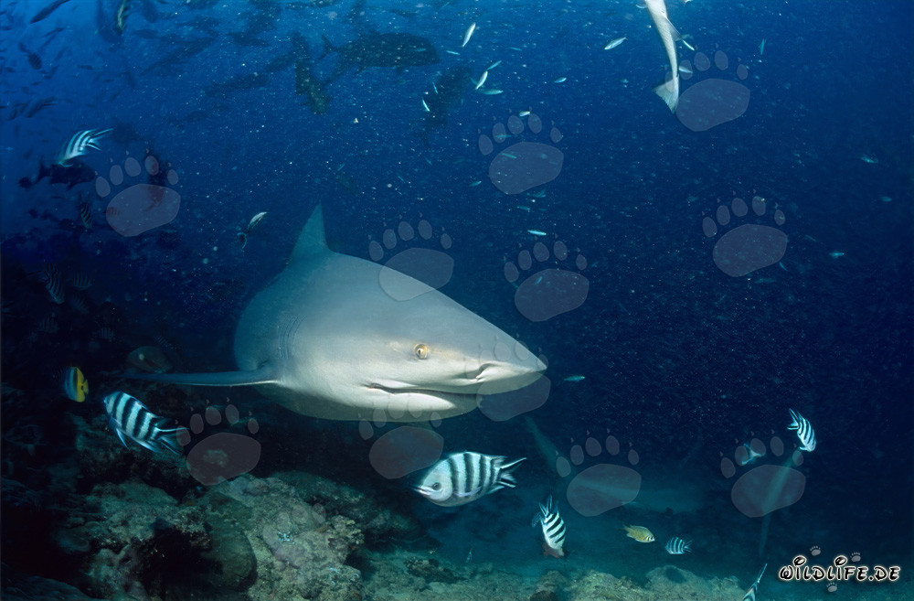 Requin bouledogue - Majestueux habitant des mers tropicales