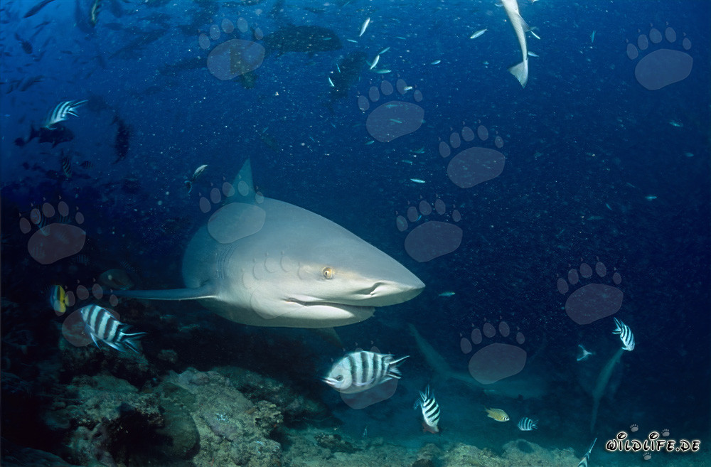Squalo toro - Maestoso abitante dei mari tropicali