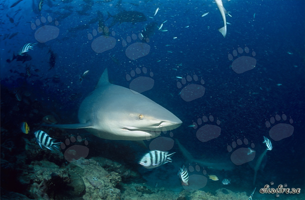 Tiburón toro - Majestuoso habitante de los mares tropicales