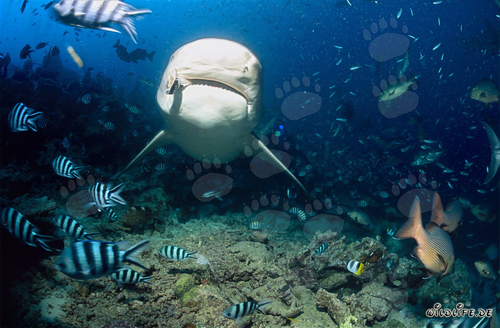 Imposanter Bullenhai taucht inmitten einer Fischkonzentration am Shark Reef in der Beqa Lagune auf