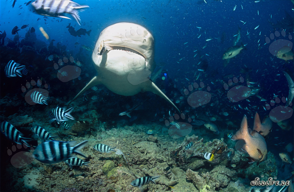 Requin taureau imposant apparaît au milieu d'une concentration de poissons au Shark Reef dans le lagon de Beqa