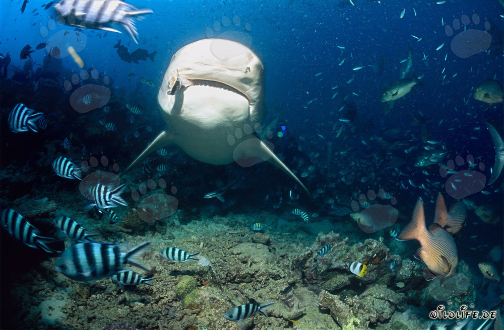 Imponente squalo toro appare in mezzo a una concentrazione di pesci presso lo Shark Reef nel lago Beqa