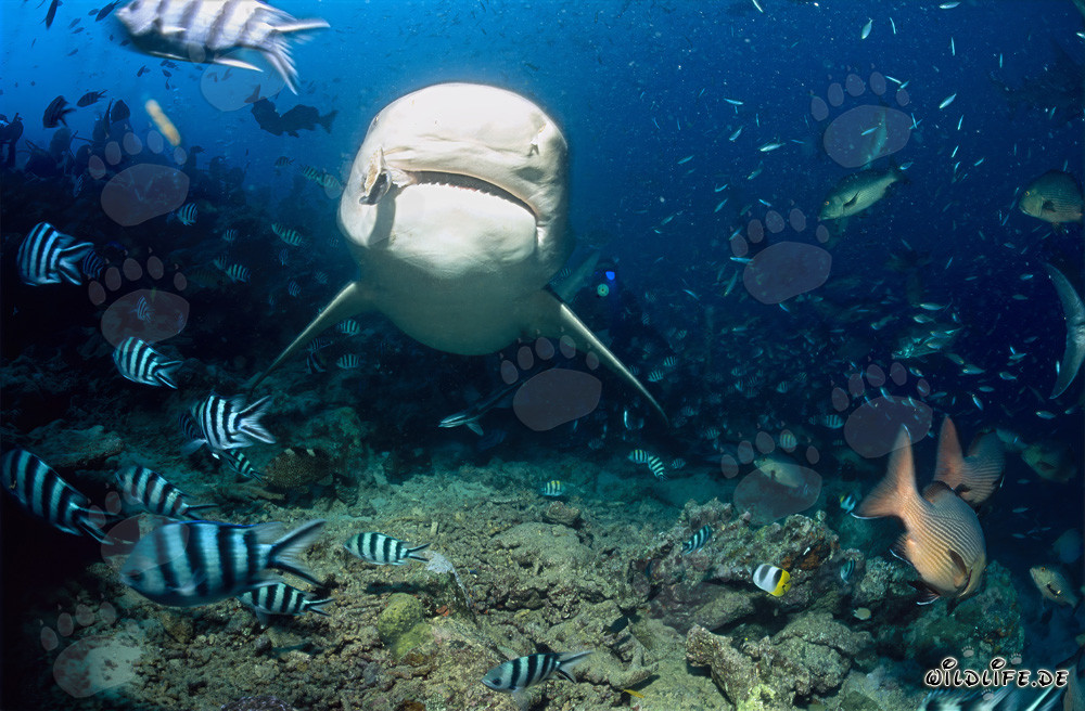 Impresionante tiburón toro aparece en medio de una concentración de peces en el Shark Reef de la laguna de Beqa