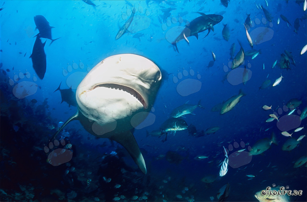Encounter with a majestic bull shark at the Shark Reef in Beqa Lagoon on Vitu Levu, Fiji