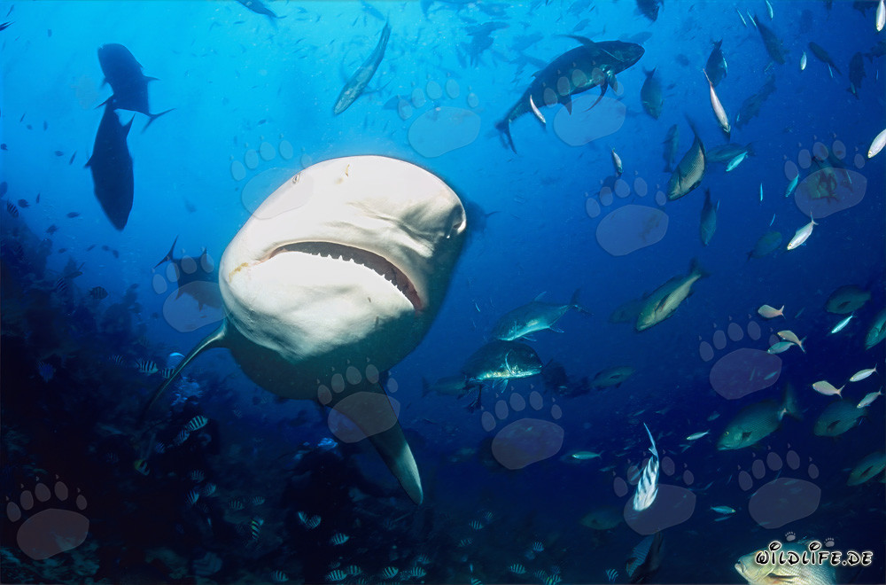 Rencontre avec un majestueux requin taureau dans le récif de requins de la lagune de Beqa à Vitu Levu, Fidji