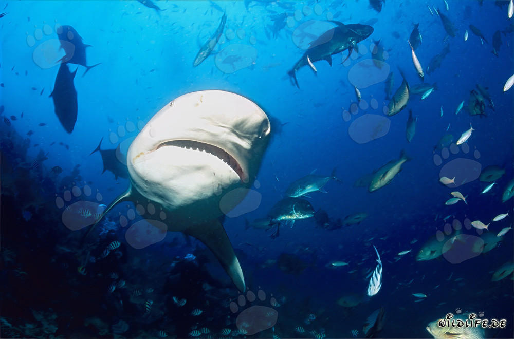 Incontro con uno squalo toro maestoso nella barriera corallina dello Shark Reef della laguna di Beqa a Vitu Levu, Figi