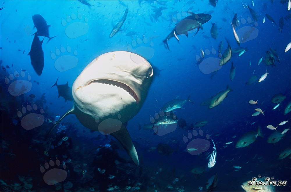 Encuentro con un majestuoso tiburón toro en el arrecife de tiburones de la laguna Beqa en Vitu Levu, Fiyi