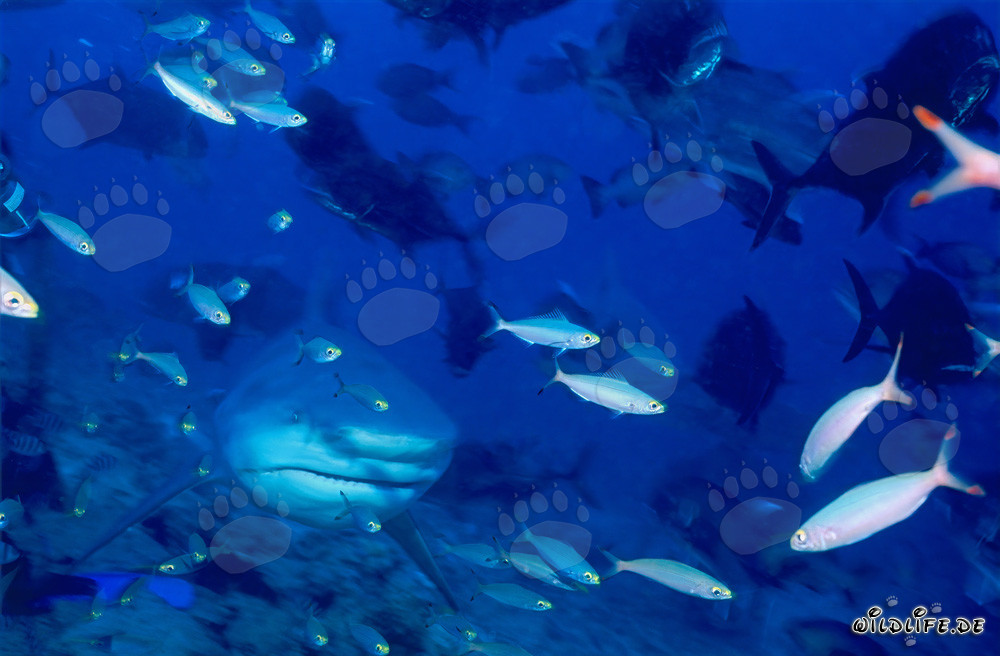 Bull shark accompanied by Fusiliers