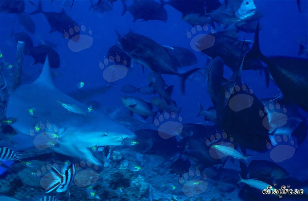 Requin taureau mordant - Capture fascinante d'un requin taureau