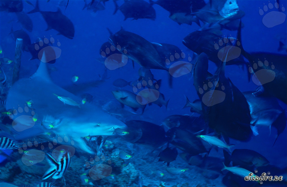 Tiburón toro mordiendo - Fascinante toma de un tiburón toro