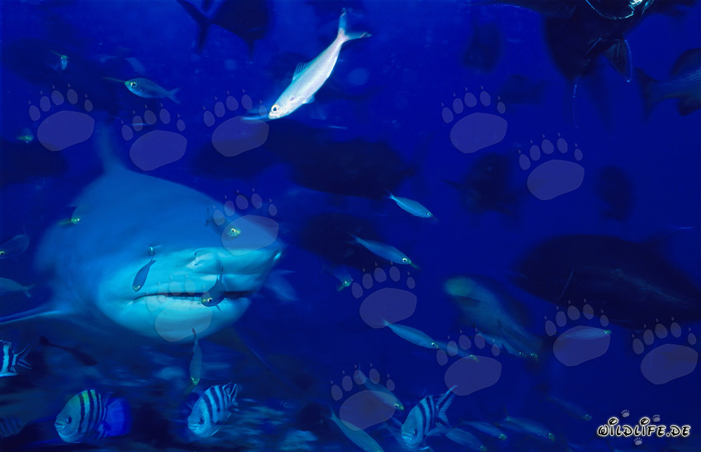 Bull shark surrounded by numerous fishes in the coral reef