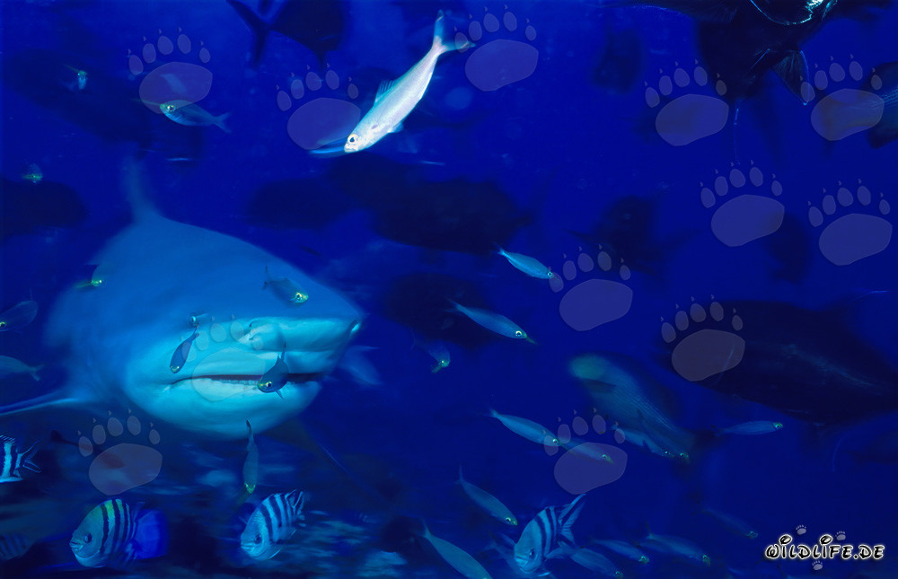 Bullenhai umgeben von zahlreichen Fischen im Korallenriff