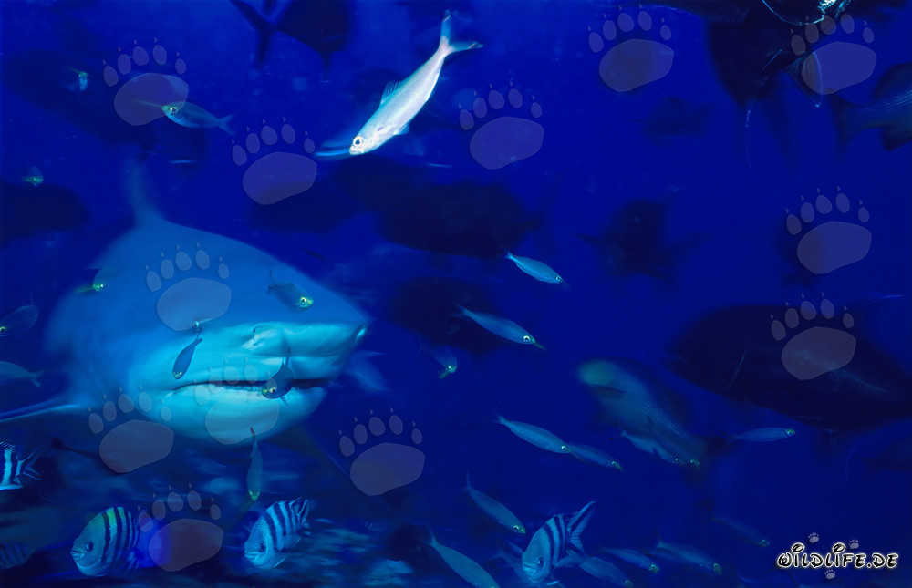 Requin taureau entouré de nombreux poissons dans un récif corallien