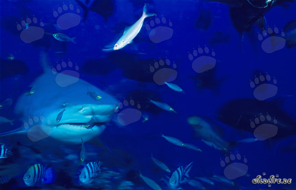 Squalo toro circondato da numerosi pesci nella barriera corallina