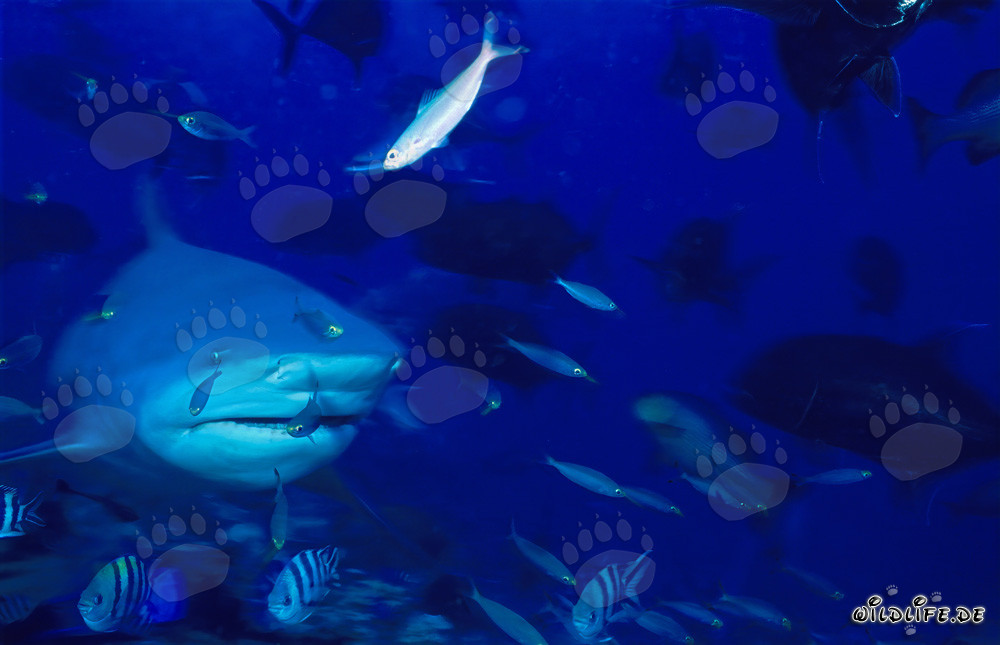 Tiburón toro rodeado de numerosos peces en un arrecife de coral