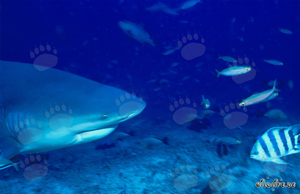 Impressive portrait of a bull shark in tropical waters