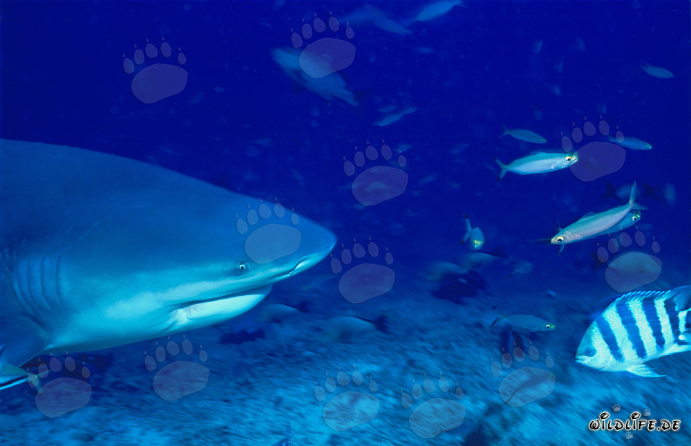 Portrait imposant d'un requin taureau dans des eaux tropicales