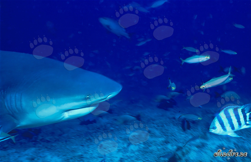 Ritratto imponente di uno squalo toro in acque tropicali