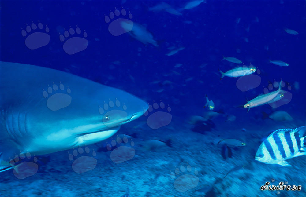 Retrato imponente de un tiburón toro en aguas tropicales