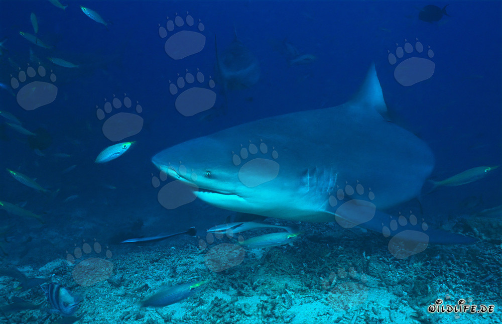 Bull Shark and Fusiliers in the Coral Reef of Beqa Lagoon, Fiji