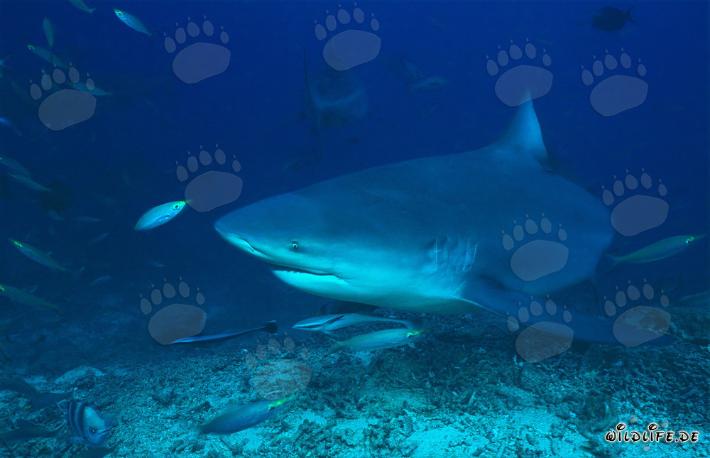 Requin taureau et fusiliers dans le récif corallien de Beqa Lagoon, Fidji