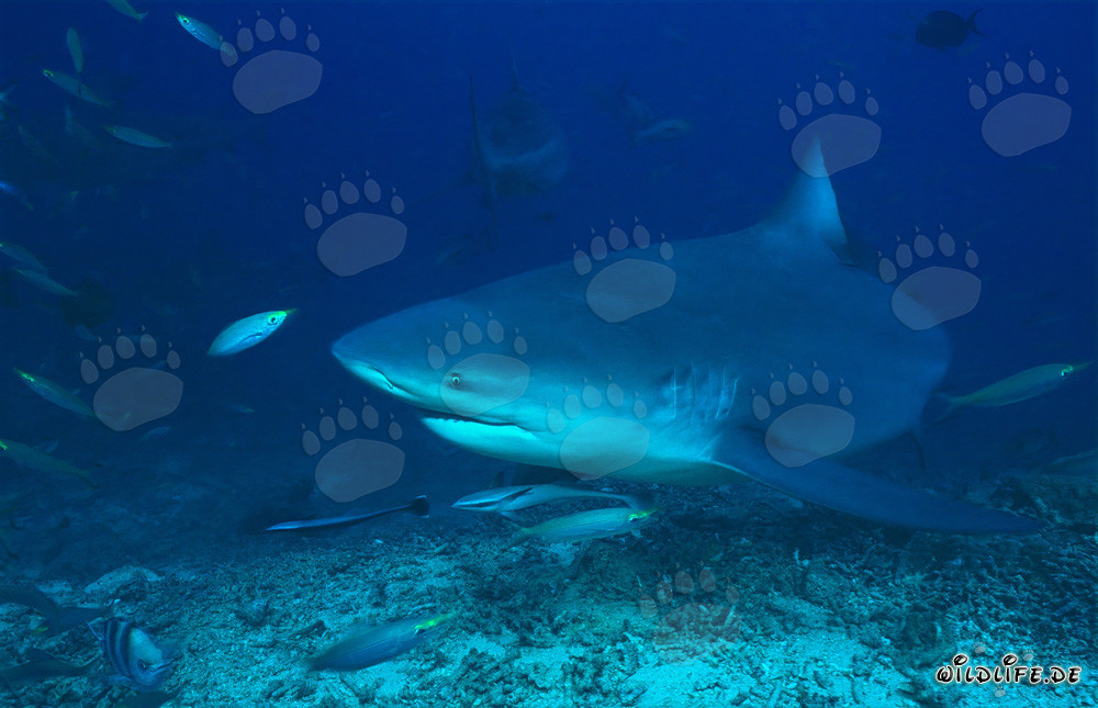 Squalo toro e fucilieri nella barriera corallina di Beqa Lagoon, Figi