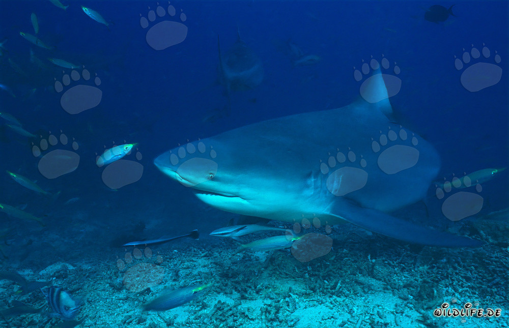 Tiburón toro y fusileros en el arrecife de coral de Beqa Lagoon, Fiji