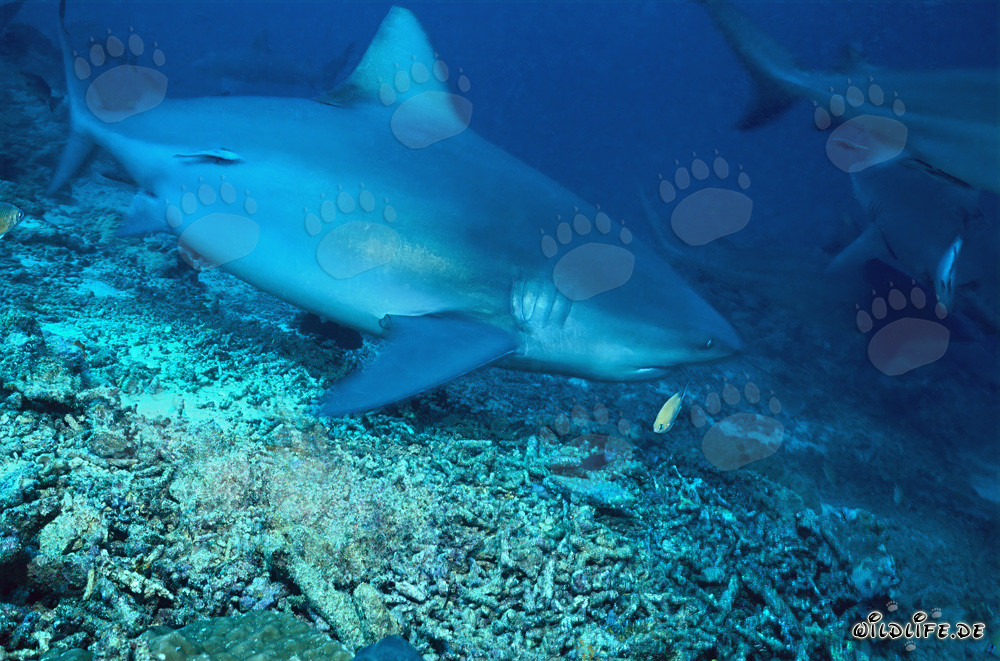 Bull shark exploring the fascinating Shark Reef in Beqa Lagoon, Fiji