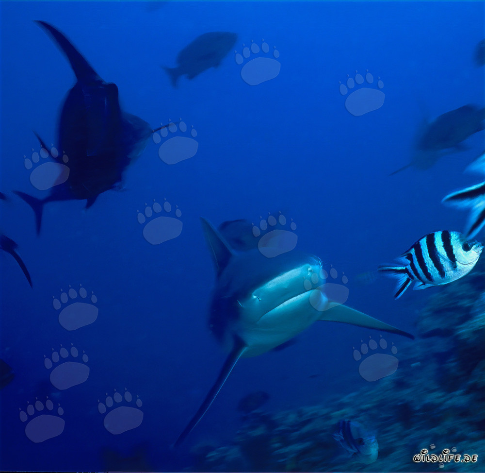 Bull Shark (Carcharhinus leucas) approaching the reef from the open sea