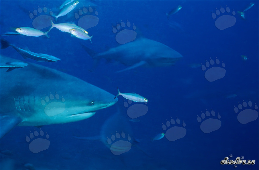 Impressive bull sharks swimming in front of the colorful coral reef