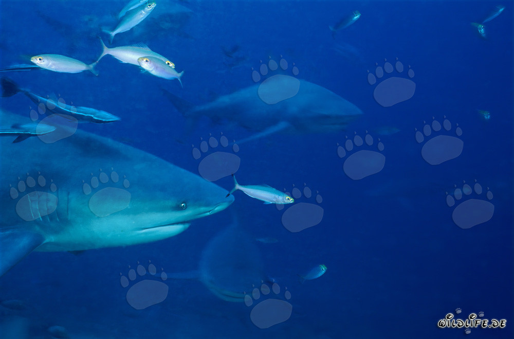 Requins taureaux imposants nagent devant le récif corallien coloré