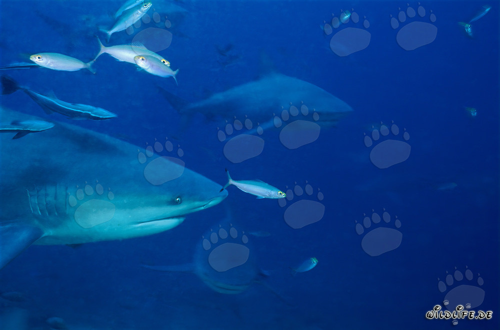 Imponenti squali toro nuotano davanti alla colorata barriera corallina