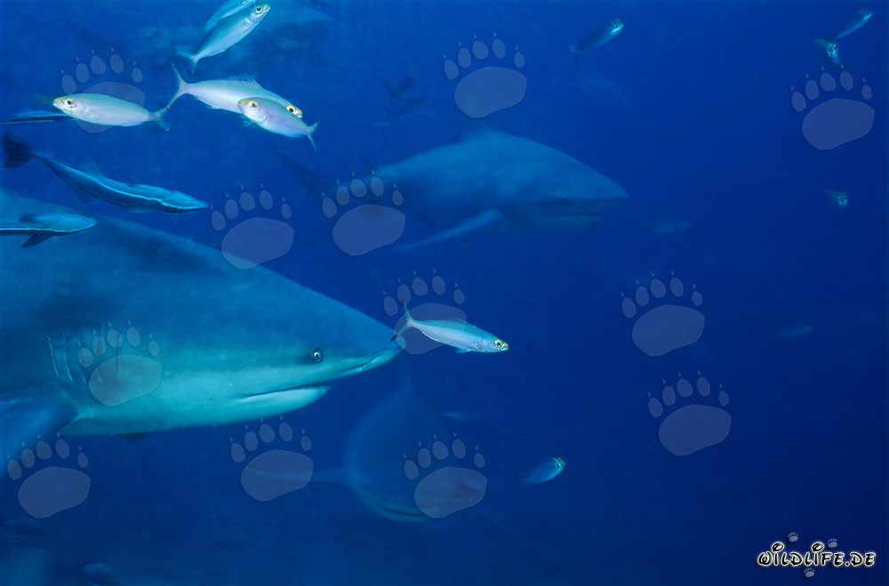 Impresionantes tiburones toro nadan frente al colorido arrecife de coral