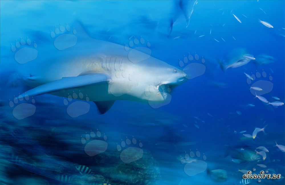 Requin taureau exhibant une impressionnante dentition devant un récif corallien