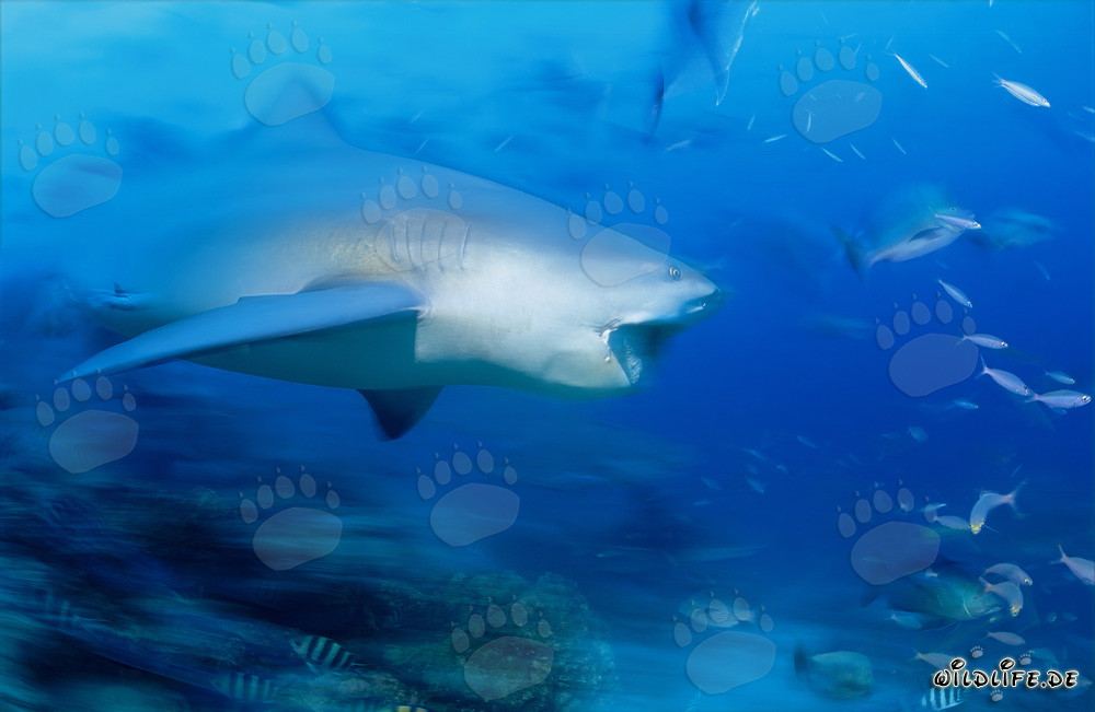 Squalo toro che mostra un impressionante dentatura davanti a una barriera corallina