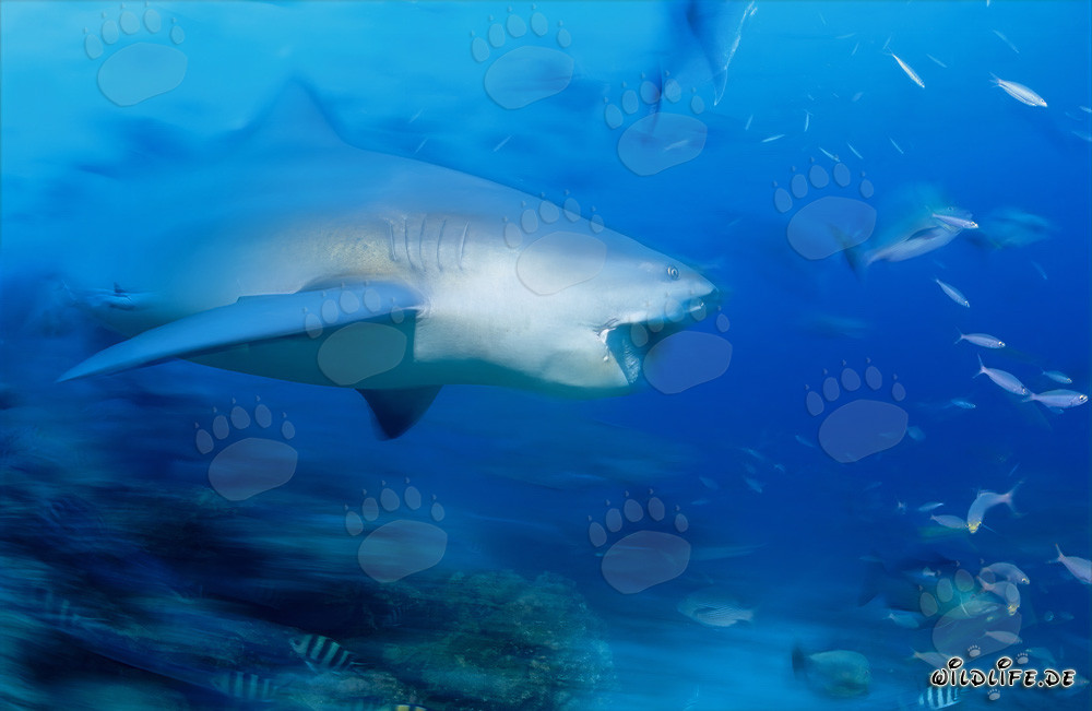 Tiburón toro mostrando una impresionante dentadura frente a un arrecife de coral