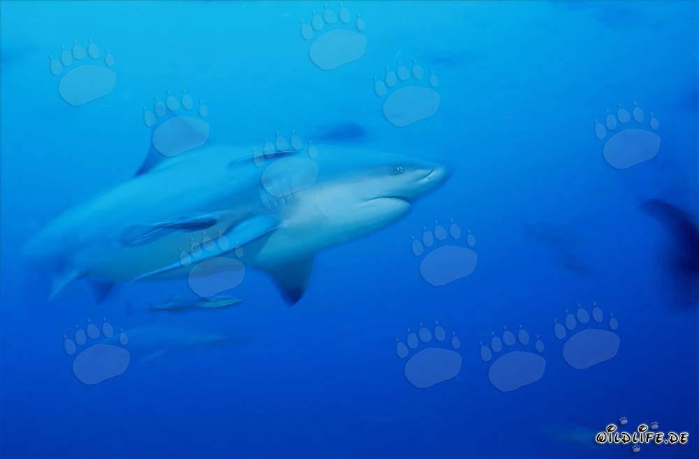 Fascinating bull shark swimming in the clear blue waters off the coast of Fiji
