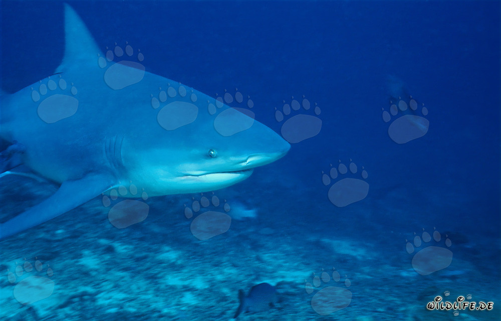 Impressive portrait of a bull shark in the ocean off Beqa Lagoon, Fiji