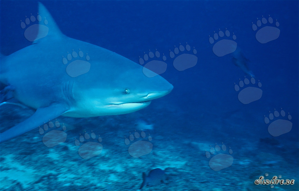 Imposantes Porträt eines Bullenhais im Ozean vor Beqa Lagoon, Fiji