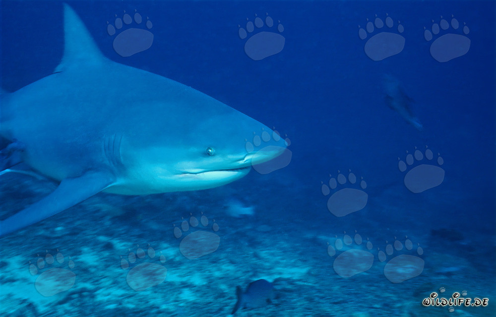 Portrait imposant d'un requin taureau dans l'océan devant le lagon de Beqa, Fidji
