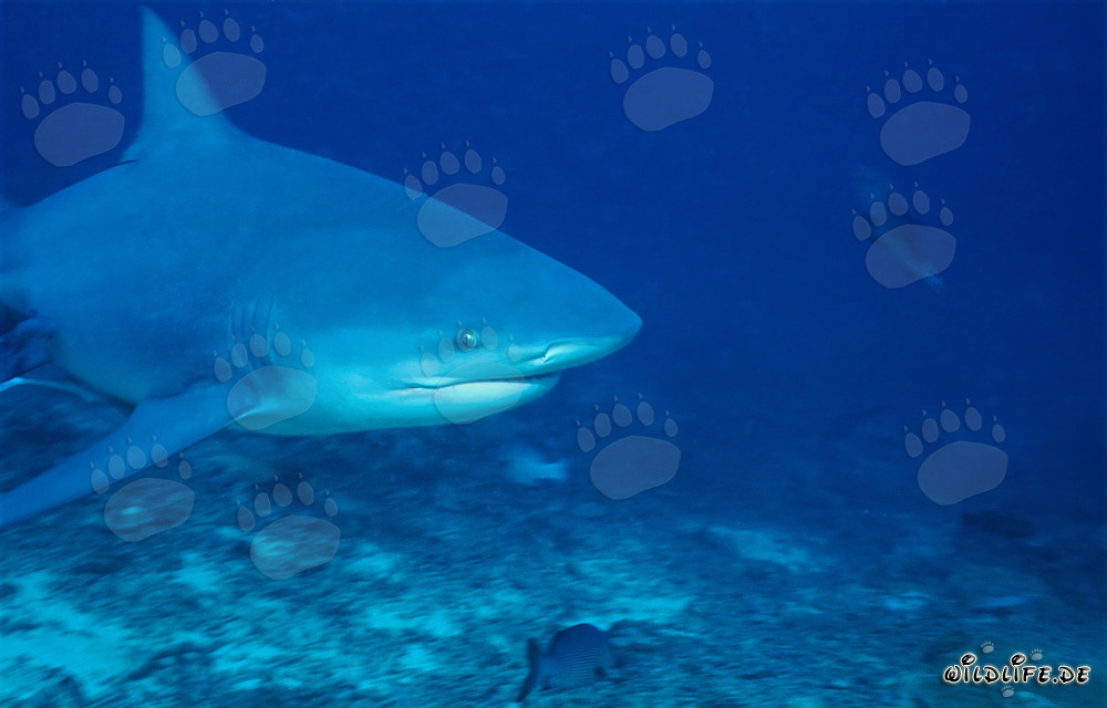 Retrato imponente de un tiburón toro en el océano frente a Beqa Lagoon, Fiji