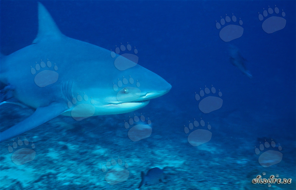 Imponente ritratto di uno squalo toro nell'oceano di fronte a Beqa Lagoon, Figi