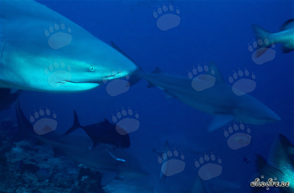 Fascinating portrait of a bull shark at Shark Reef