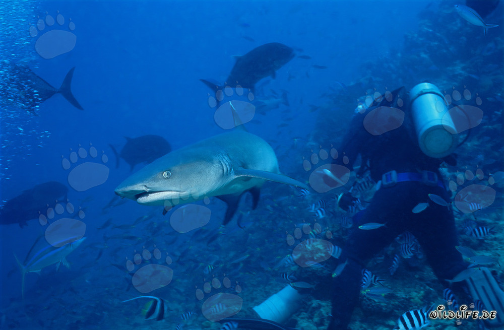 Rencontre avec un impressionnant requin à pointes blanches