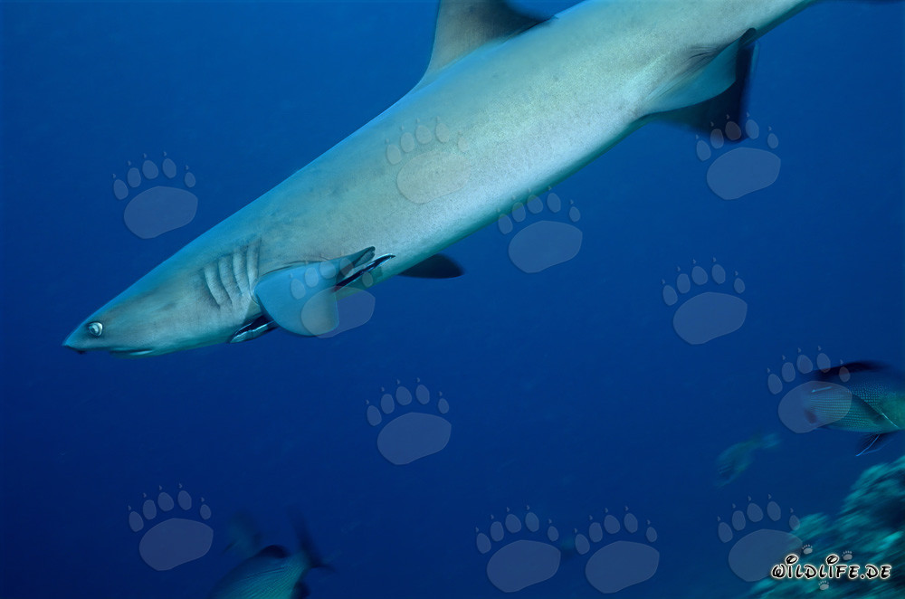 Requin à pointes blanches élégant nageant dans l'eau bleue claire