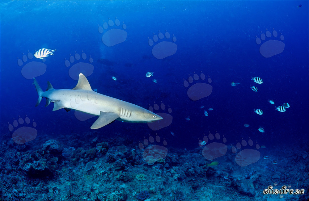 Elegante tiburón de puntas blancas recorre el arrecife de coral