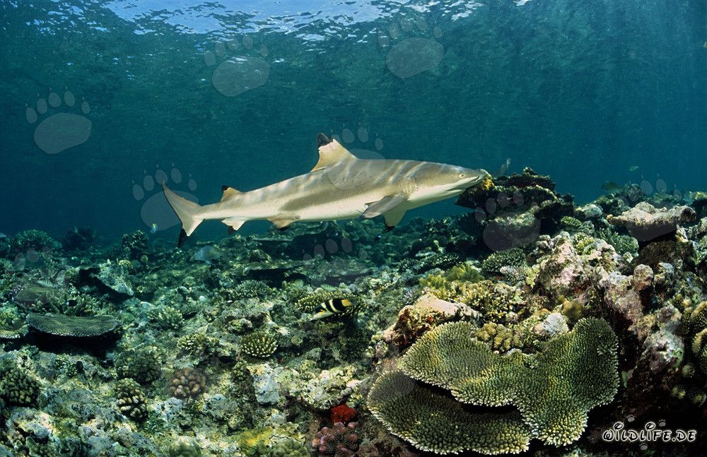 Squalo a punte nere nuota elegantemente sopra il colorato reef di corallo